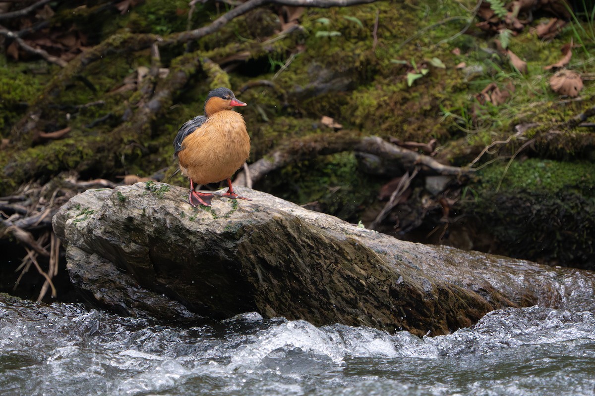 Torrent Duck - ML642874500
