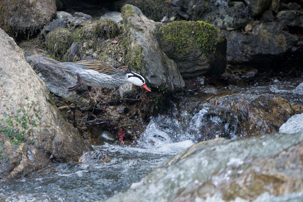 Torrent Duck - ML642874501
