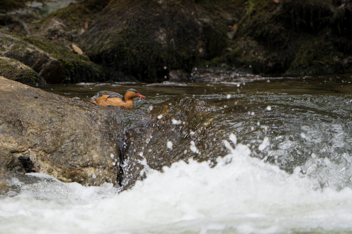 Torrent Duck - ML642874502