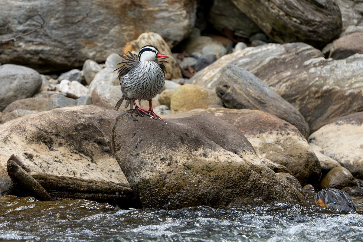 Torrent Duck - ML642874503
