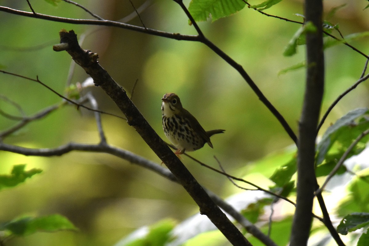 Ovenbird - ML642874516