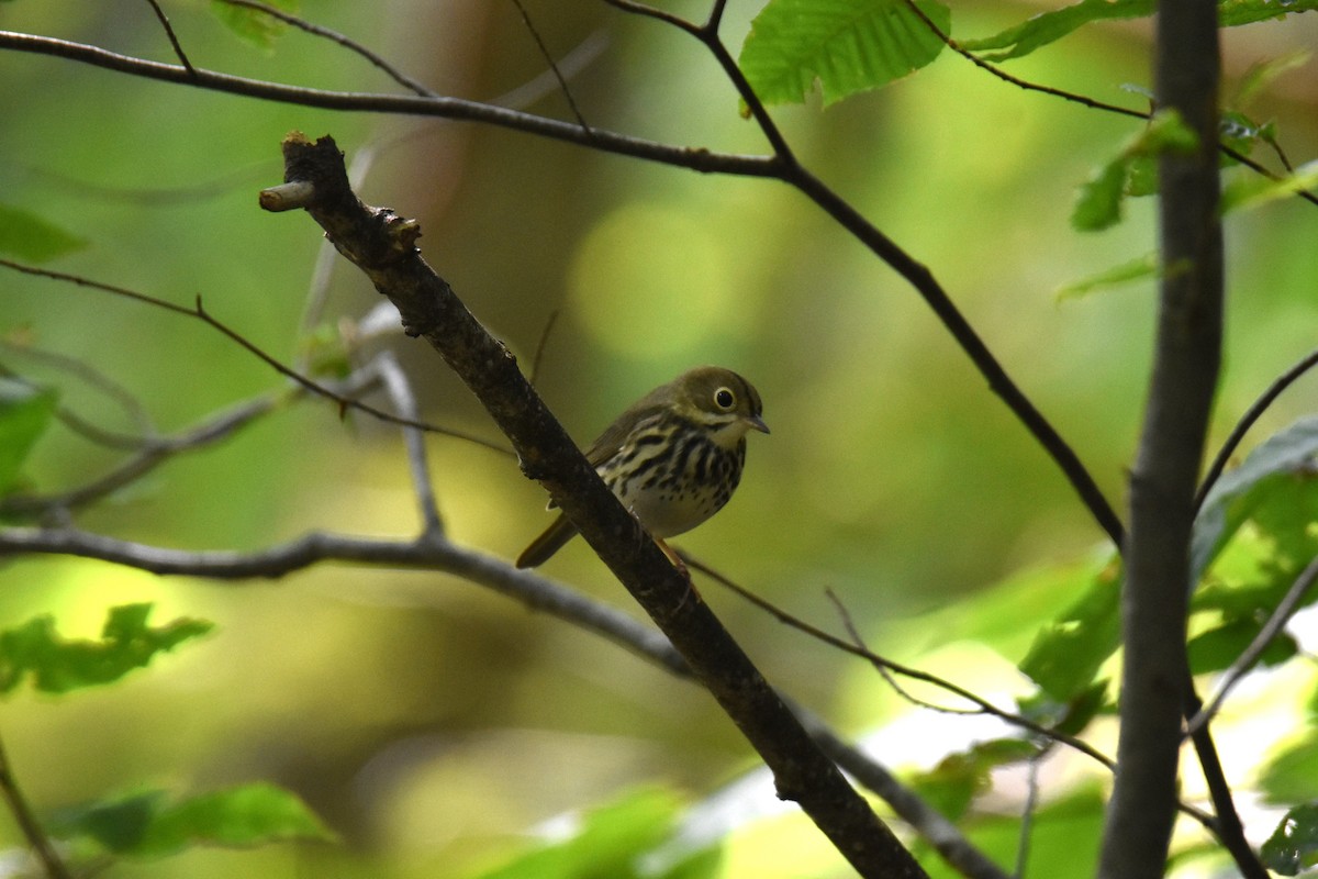Ovenbird - ML642874517