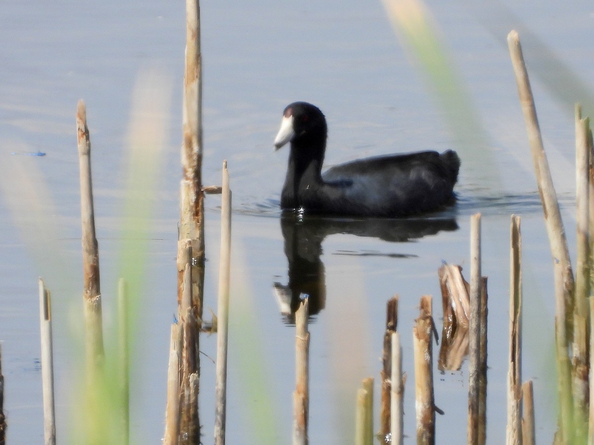 American Coot - ML642874520