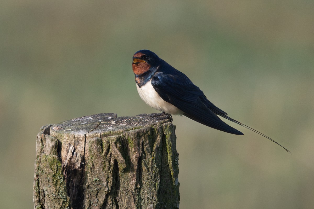 Barn Swallow - ML642874526