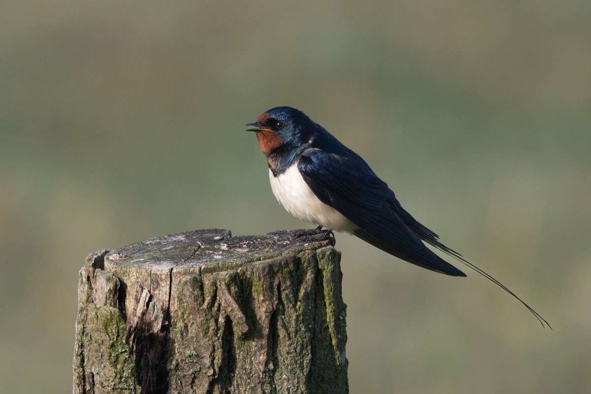 Barn Swallow - ML642874527