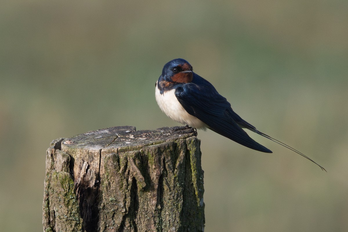 Barn Swallow - ML642874528