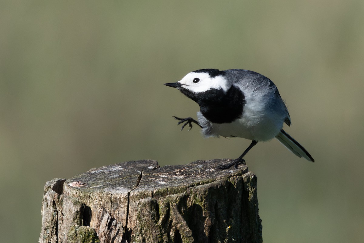 White Wagtail (White-faced) - ML642874532