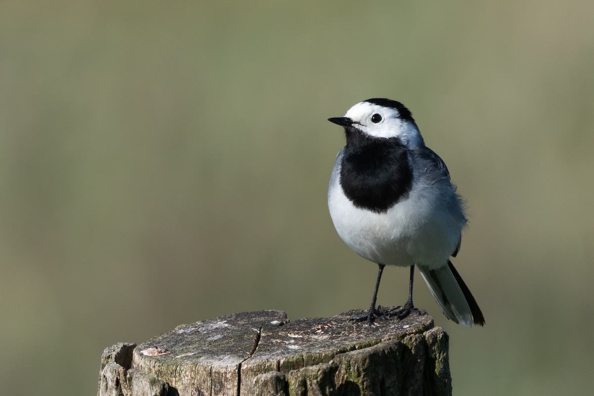 White Wagtail (White-faced) - ML642874534