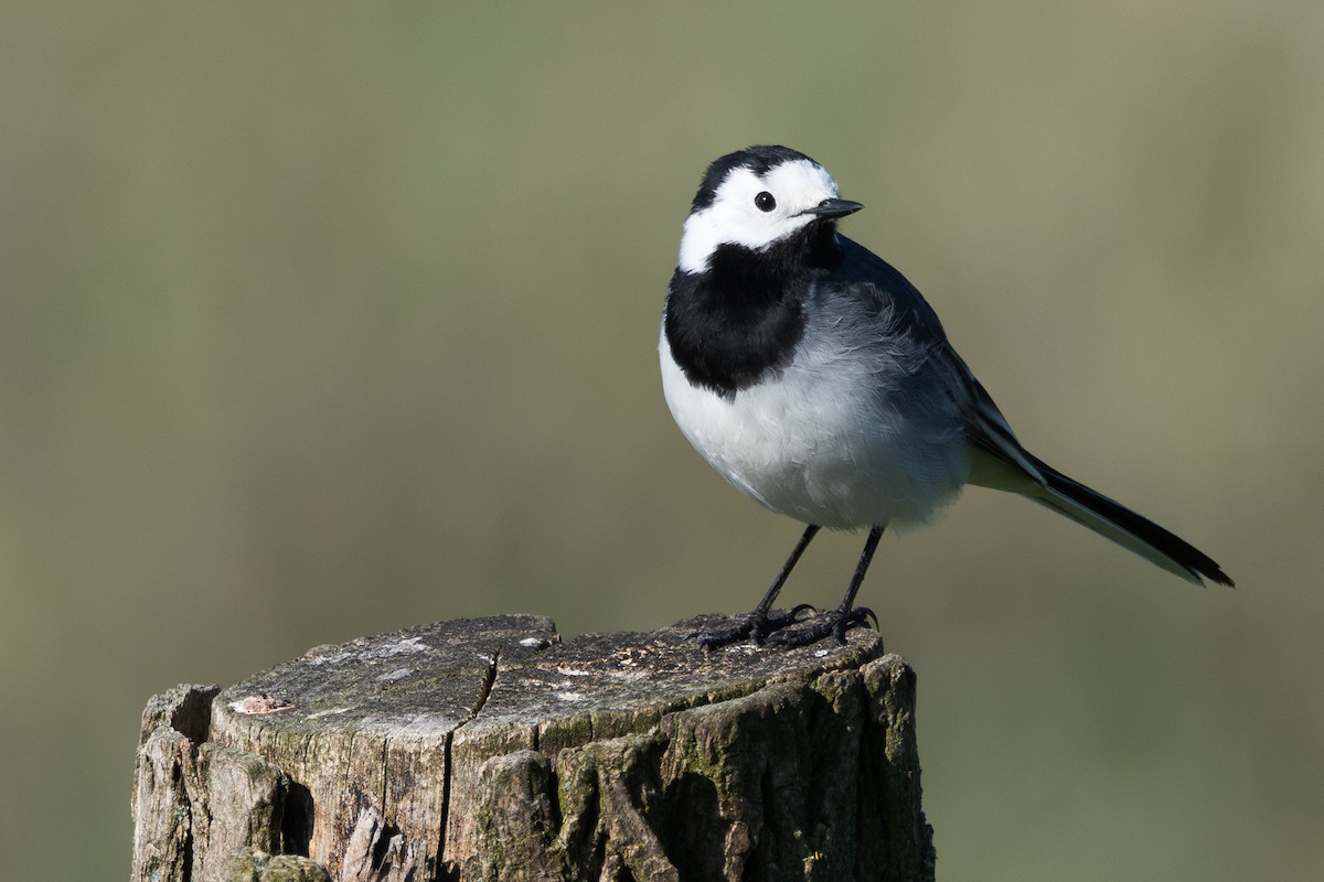 White Wagtail (White-faced) - ML642874535