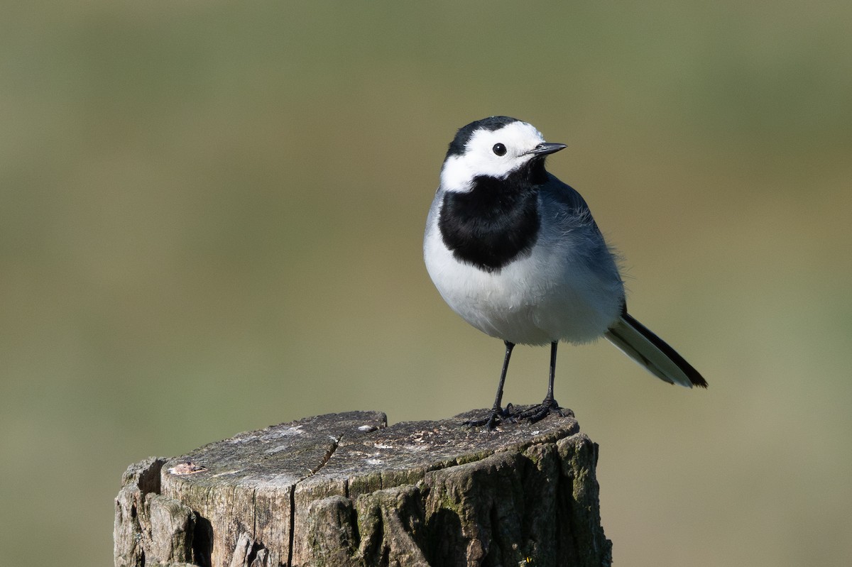 White Wagtail (White-faced) - ML642874536