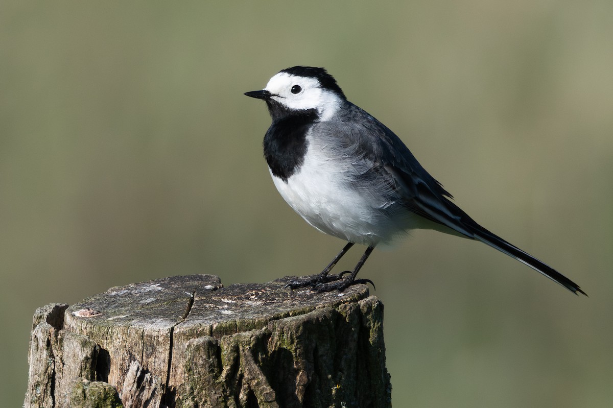 White Wagtail (White-faced) - ML642874537