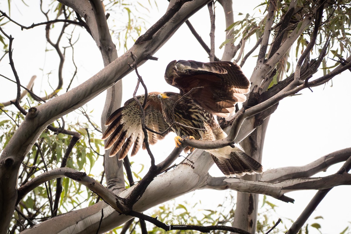 Harris's Hawk - ML642874538