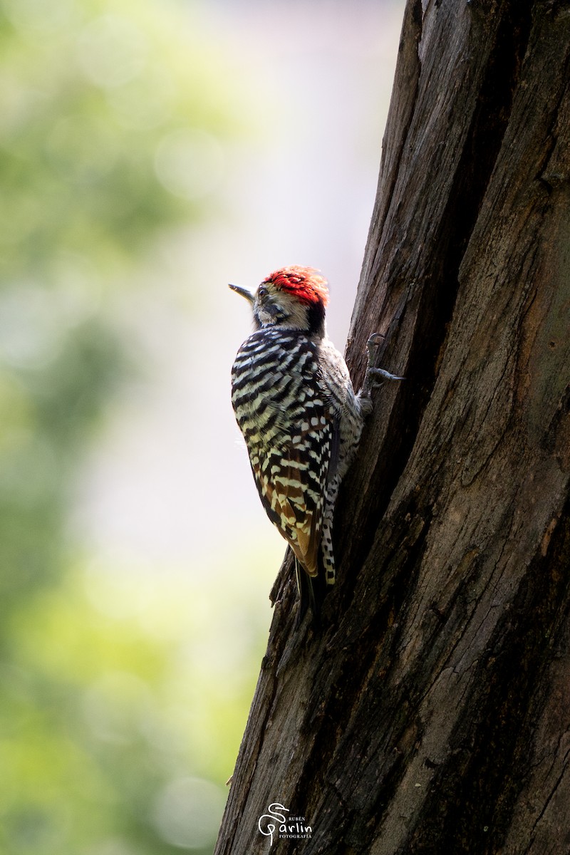Ladder-backed Woodpecker - ML642874540