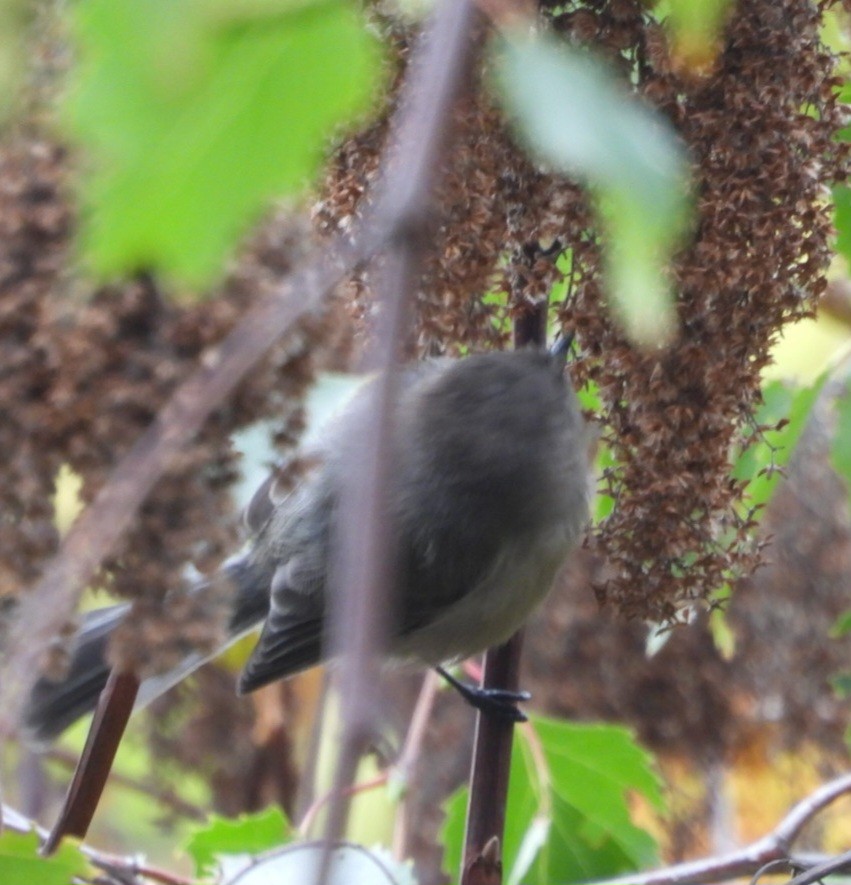 Bushtit - ML642874542