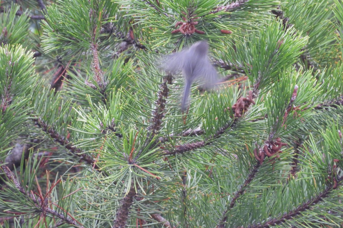 Bushtit - ML642874543