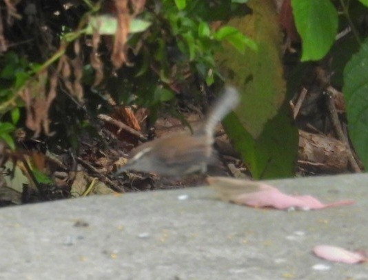 Bewick's Wren - ML642874548