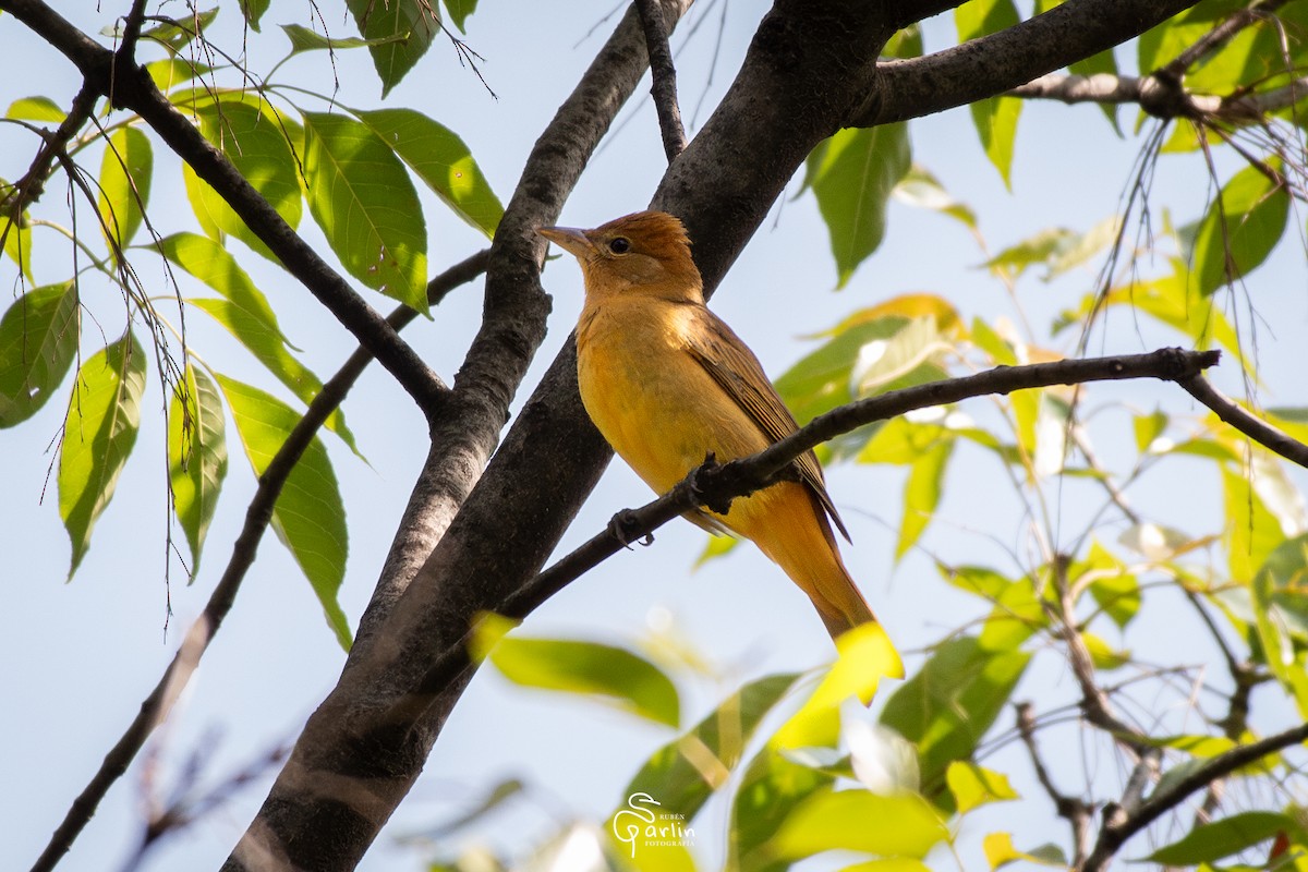Summer Tanager - ML642874550