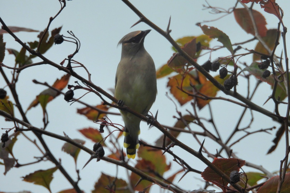Cedar Waxwing - ML642874551