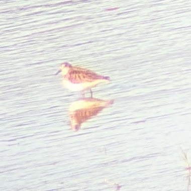 Semipalmated Sandpiper - ML642874553
