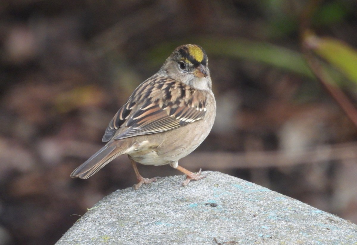 Golden-crowned Sparrow - ML642874558