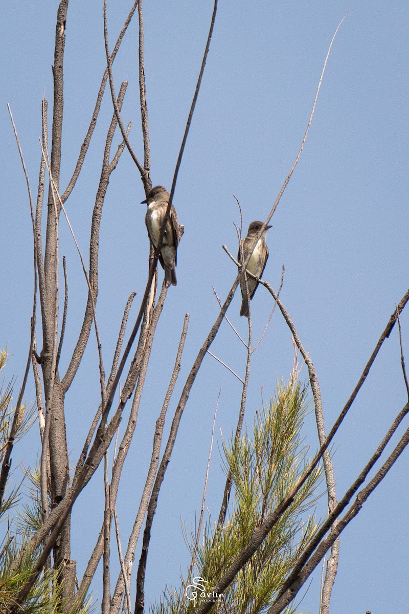 Olive-sided Flycatcher - ML642874559