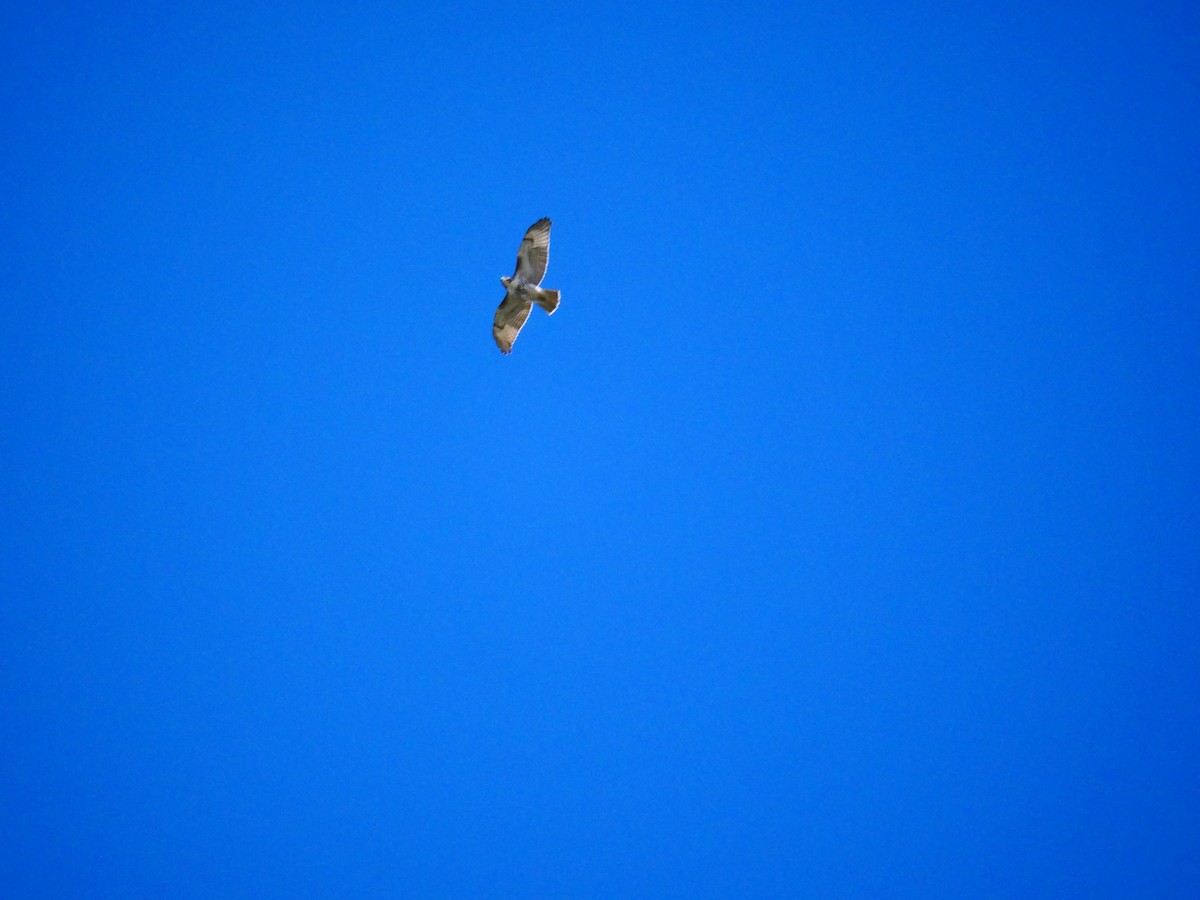 Red-tailed Hawk - ML642874561