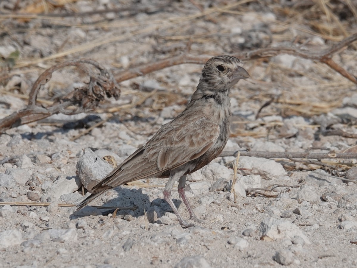 Gray-backed Sparrow-Lark - ML642874562