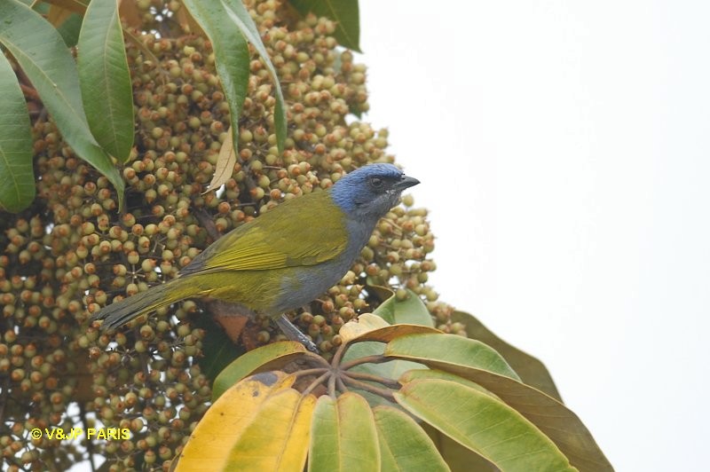 Blue-capped Tanager - ML642874563