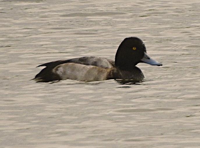 Lesser Scaup - ML642874565