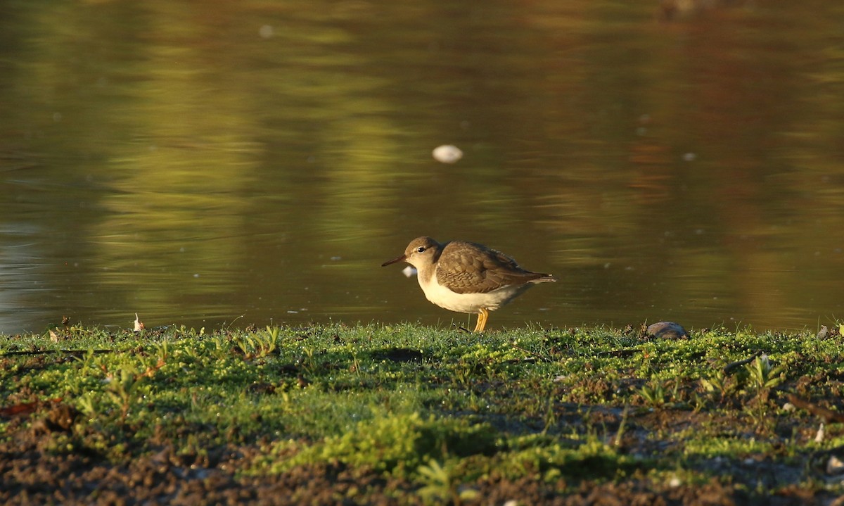 Spotted Sandpiper - ML642874569