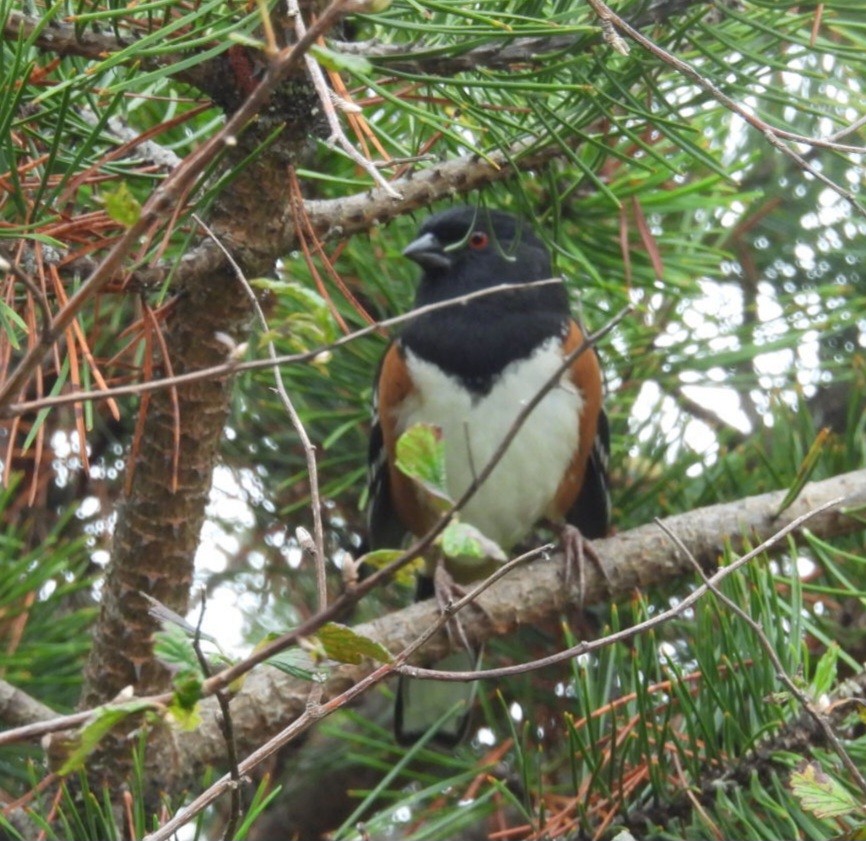 Spotted Towhee - ML642874571
