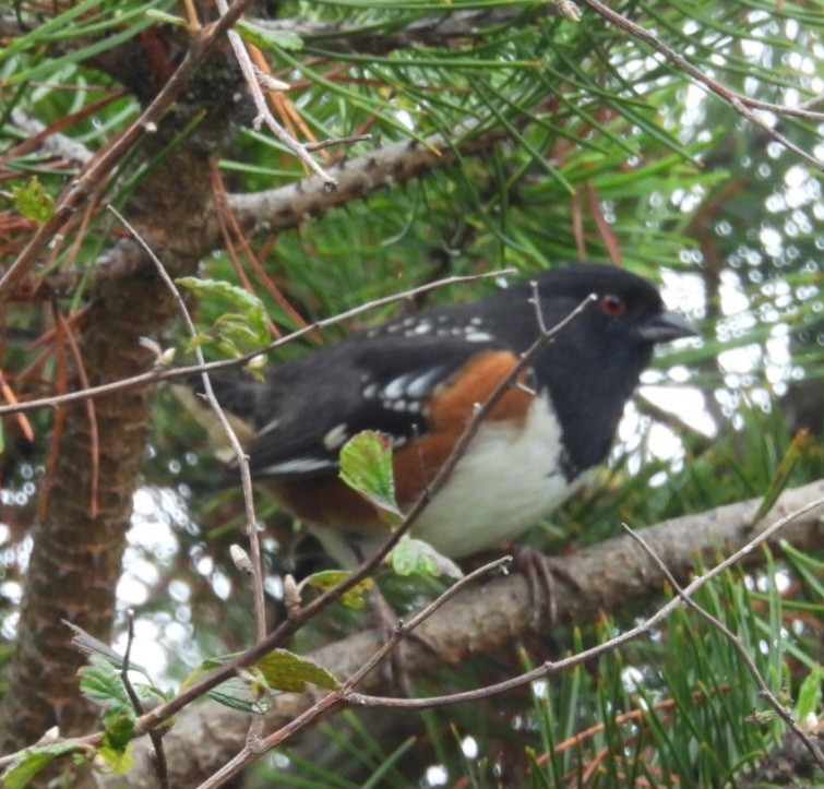 Spotted Towhee - ML642874572