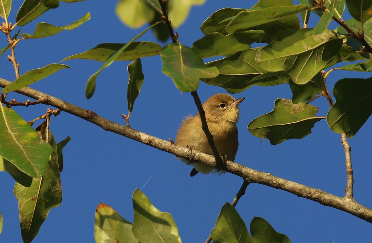 Pine Warbler - ML642874576