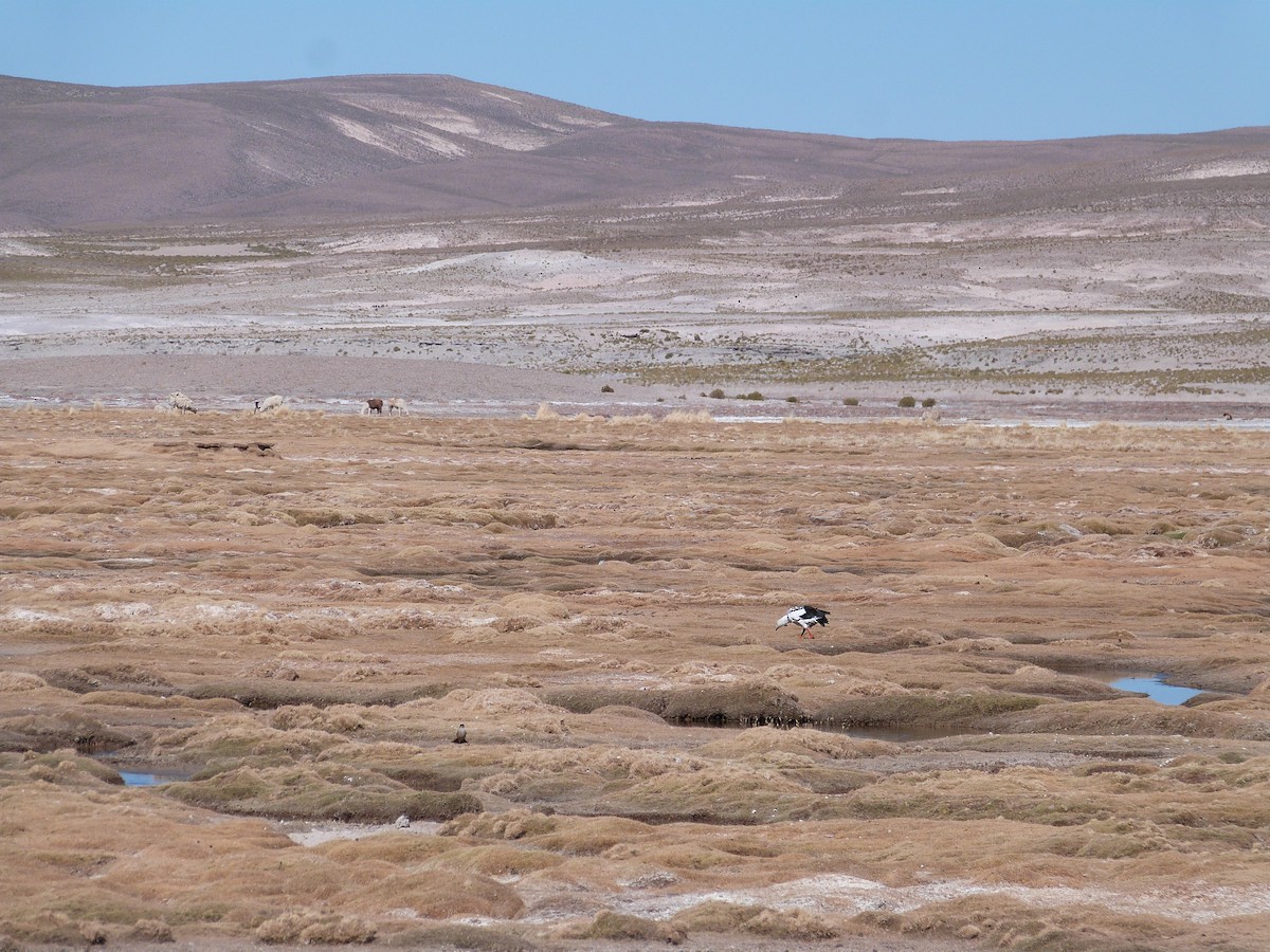 Andean Goose - ML642874580