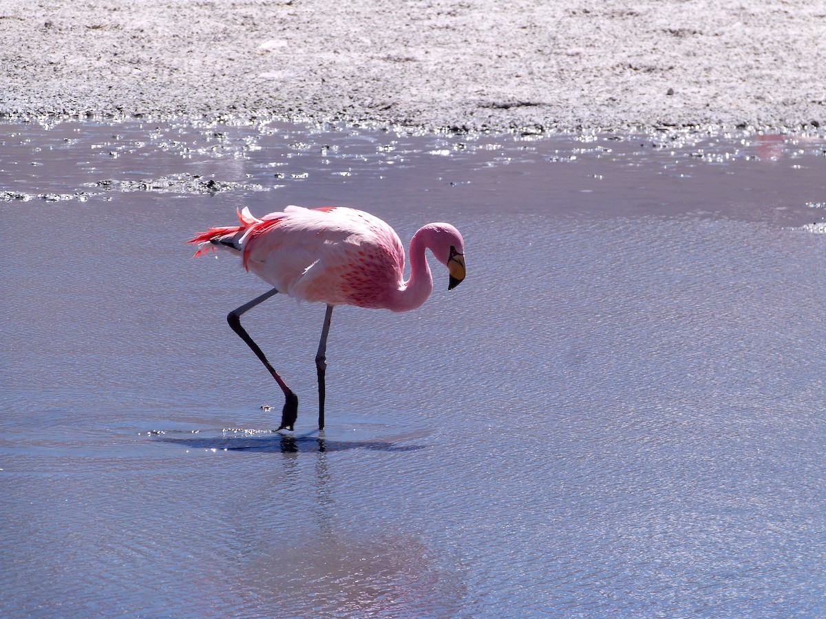 James's Flamingo - ML642874582