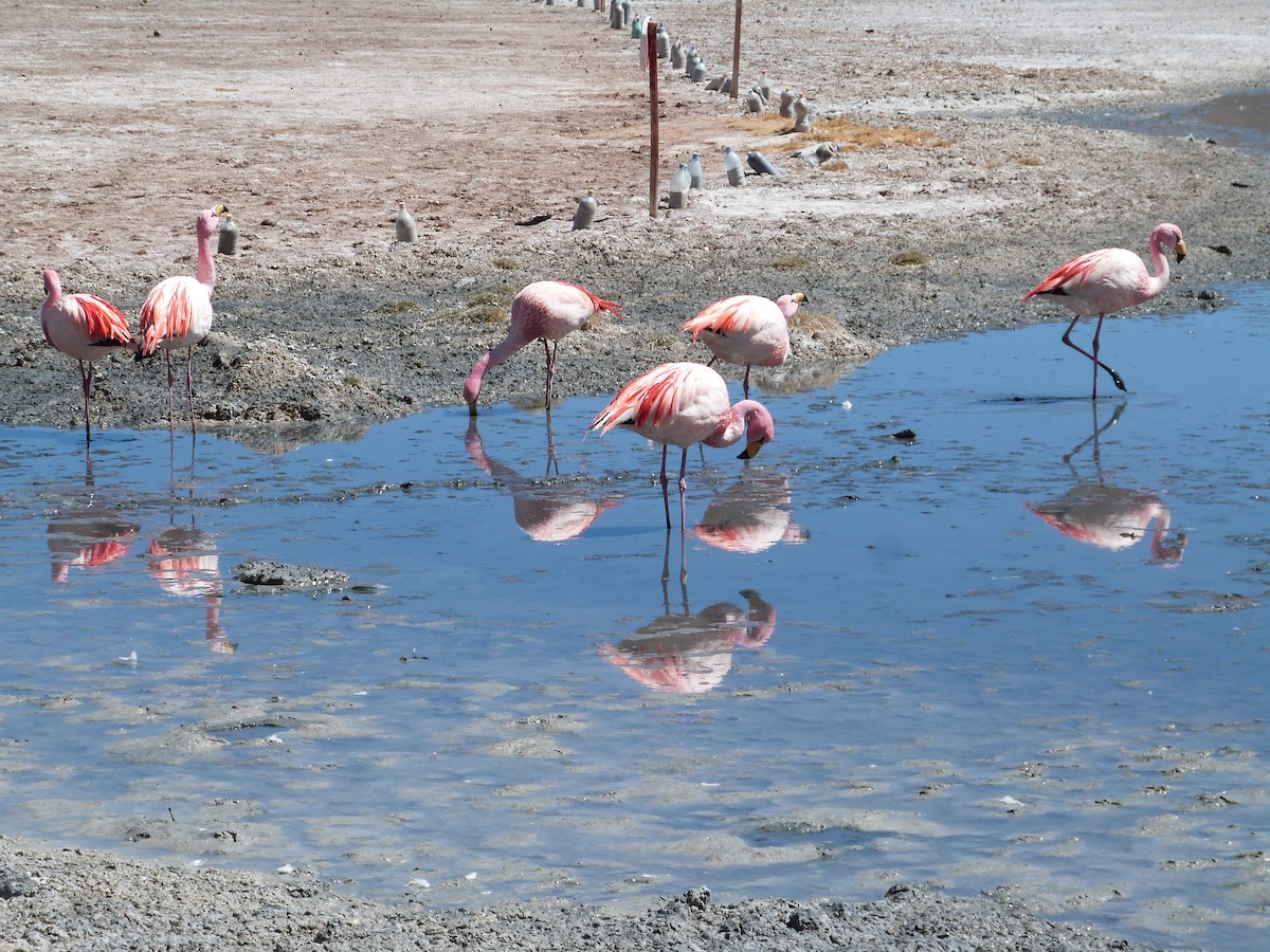 James's Flamingo - ML642874583