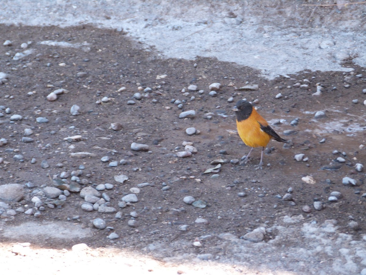 Black-hooded Sierra Finch - ML642874584