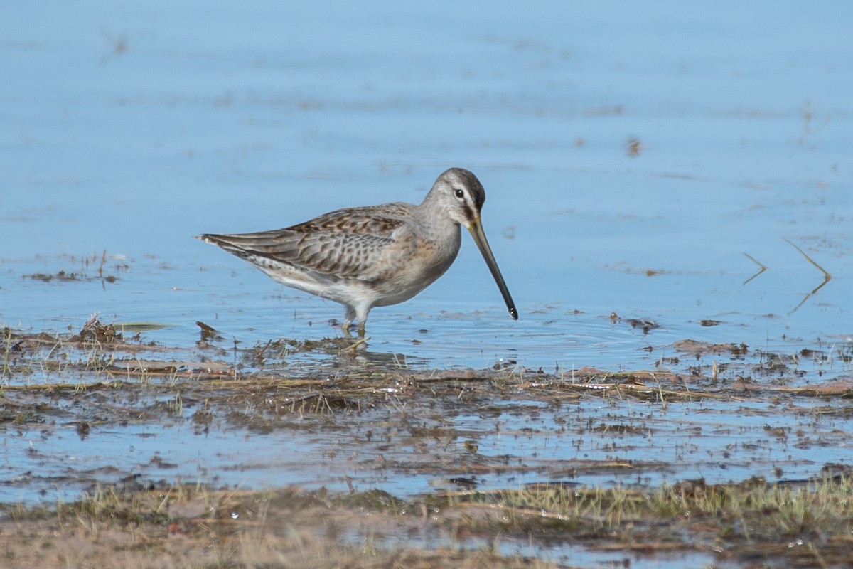 Long-billed Dowitcher - ML642874593