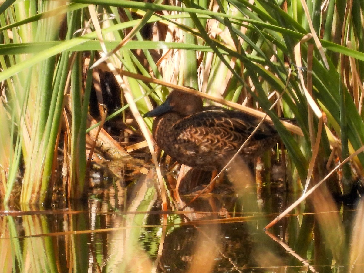 Cinnamon Teal - ML642874594