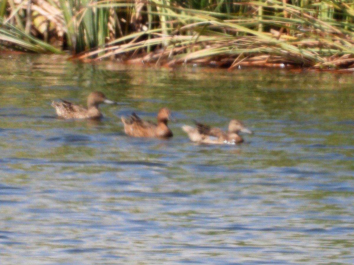 Cinnamon Teal - ML642874595