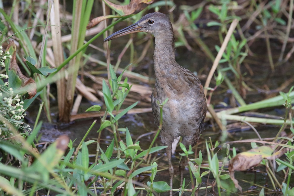 King Rail - ML642874597
