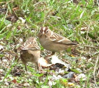 White-crowned Sparrow - ML642874599