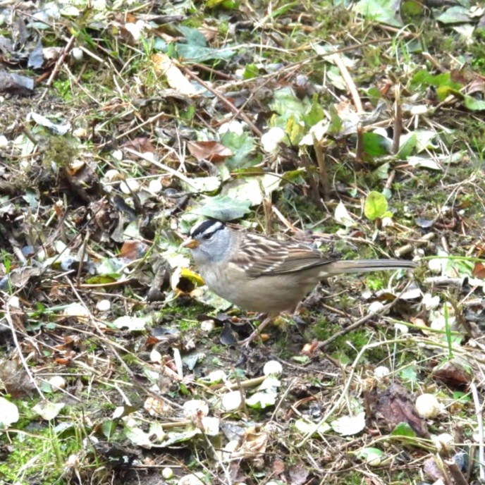 White-crowned Sparrow - ML642874600