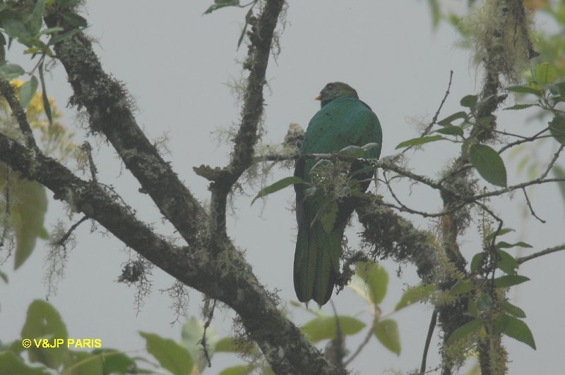 Golden-headed Quetzal - ML642874611