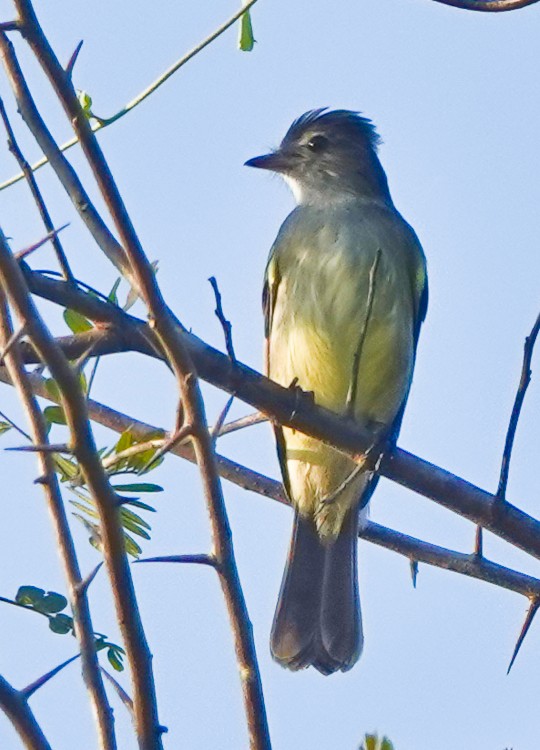 Yellow-bellied Elaenia - ML642874612