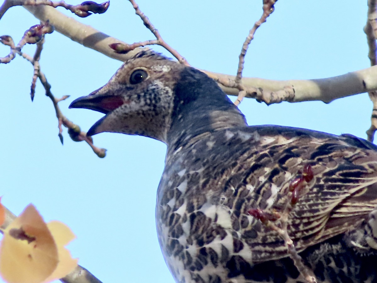 Dusky Grouse - ML642874618