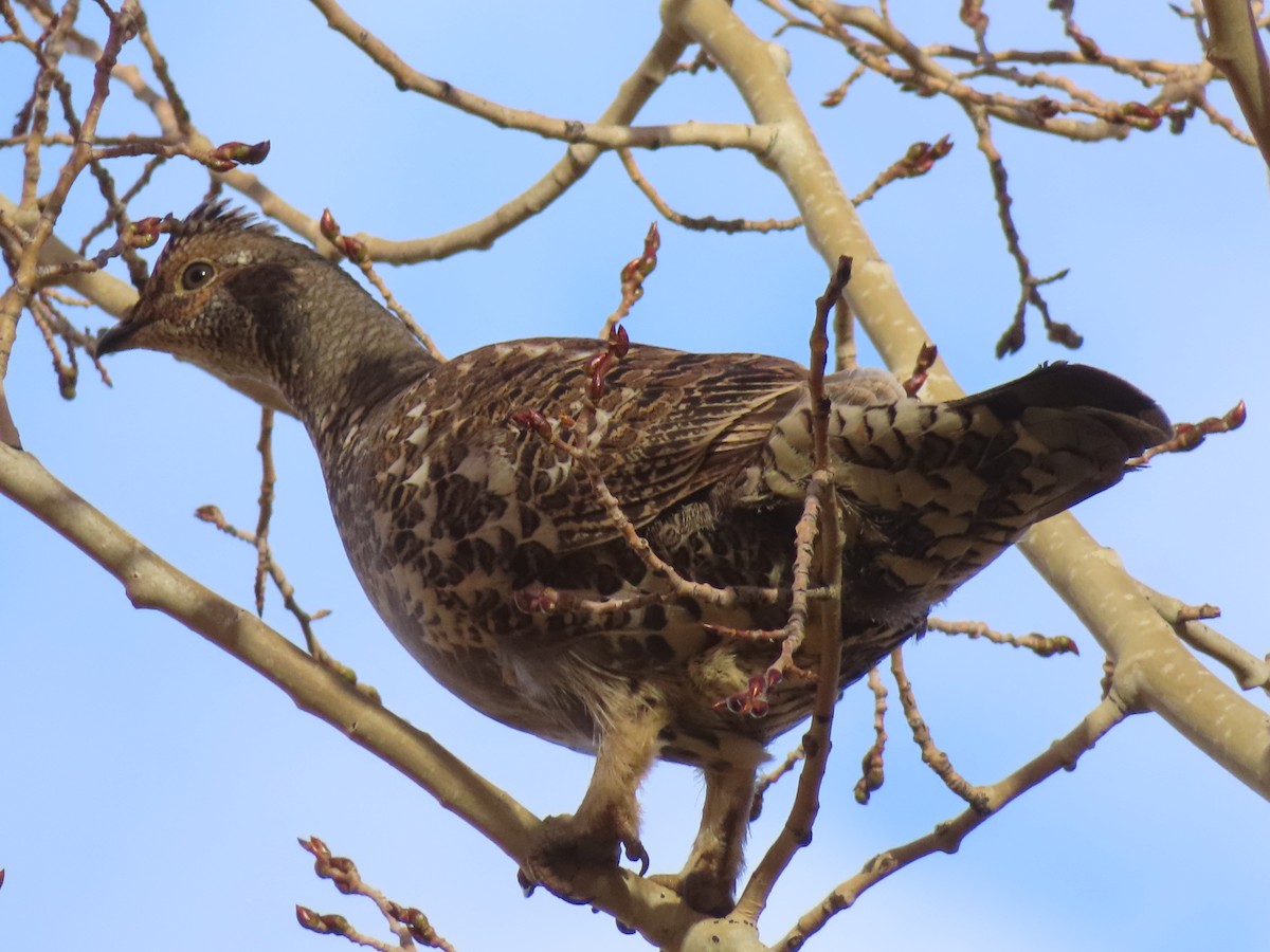 Dusky Grouse - ML642874619