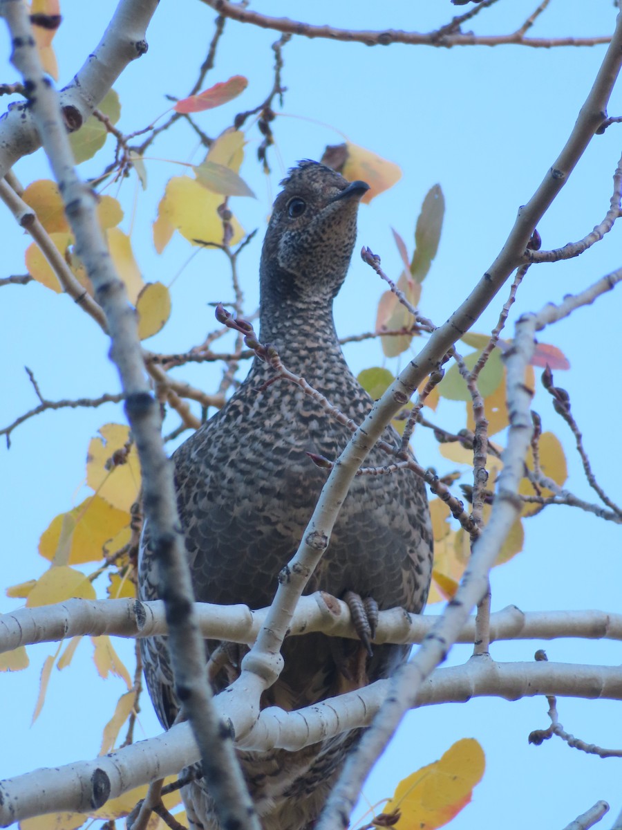 Dusky Grouse - ML642874620