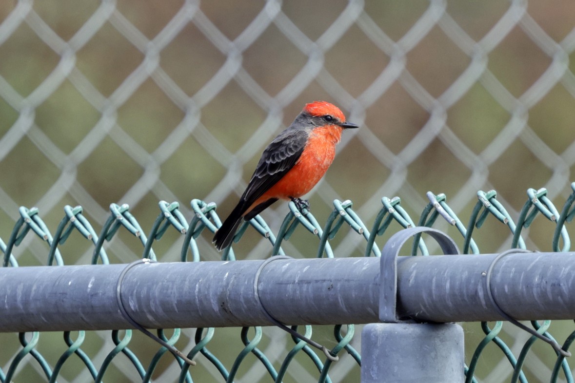 Vermilion Flycatcher - ML642874625