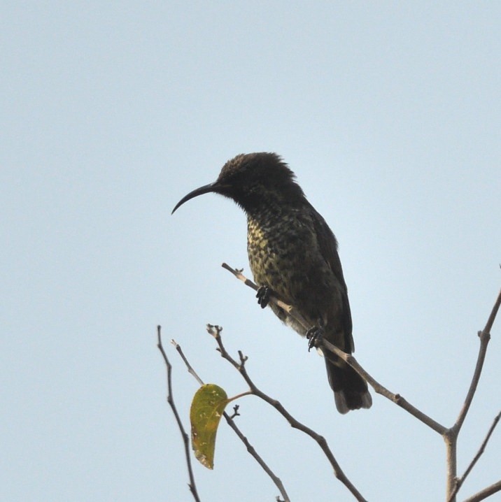 Scarlet-chested Sunbird - ML642874626